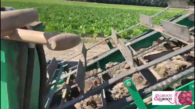 Peony Root Harvesting 2022 Groot & Groot Peonies