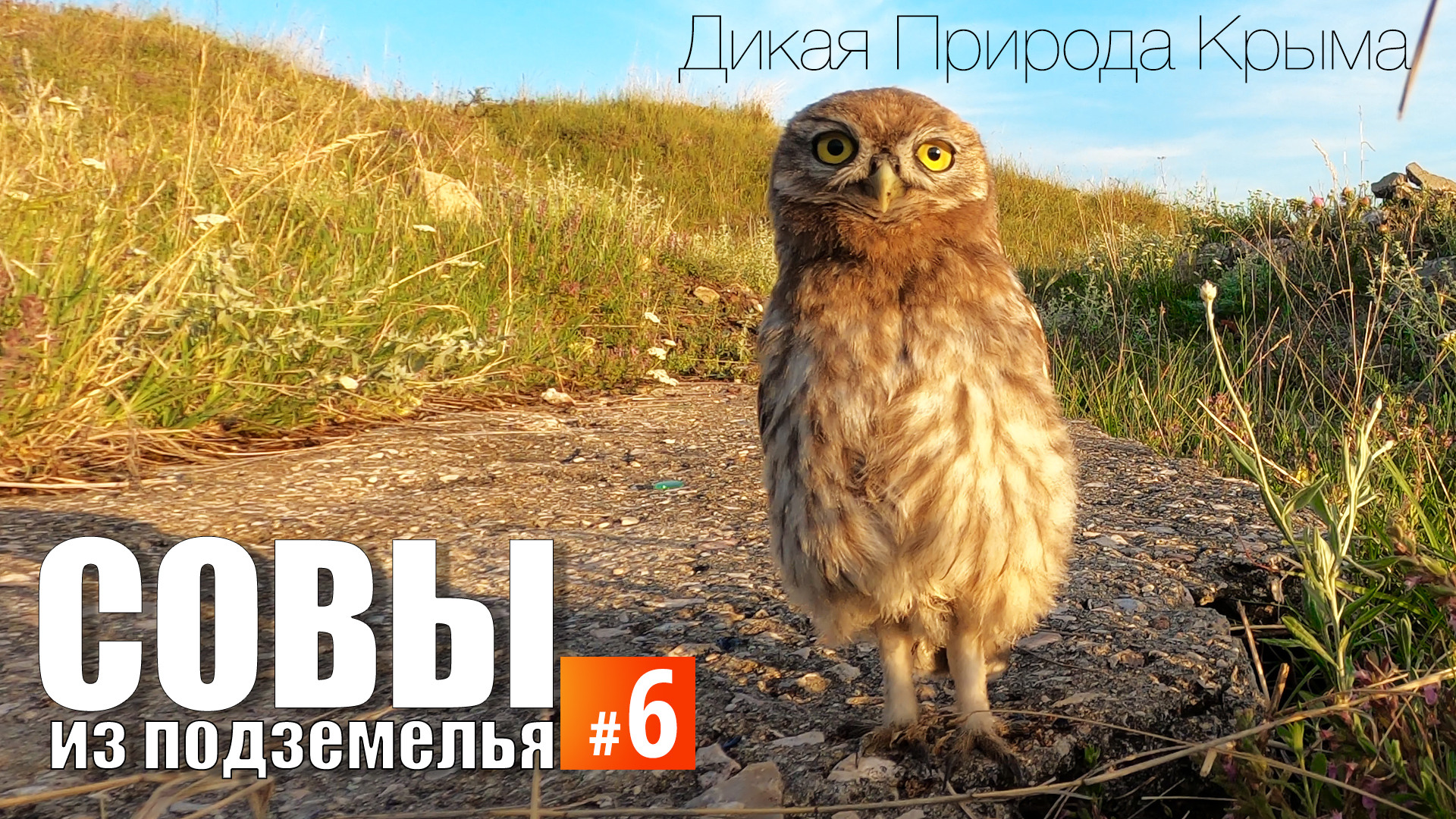 "Совы из подземелья". Эпизод 6. Возле новой норы. смотреть онлайн