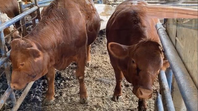 Красная Корова почти готова смотреть онлайн