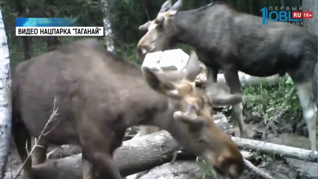 Лоси, рысь и волк попали в фотоловушку «Таганая» смотреть онлайн