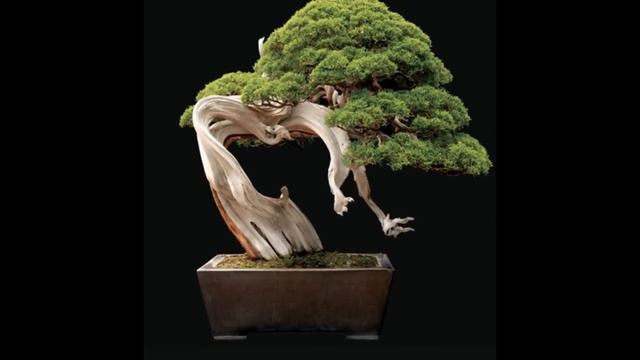 Japanese Juniper Bonsai Creation смотреть онлайн