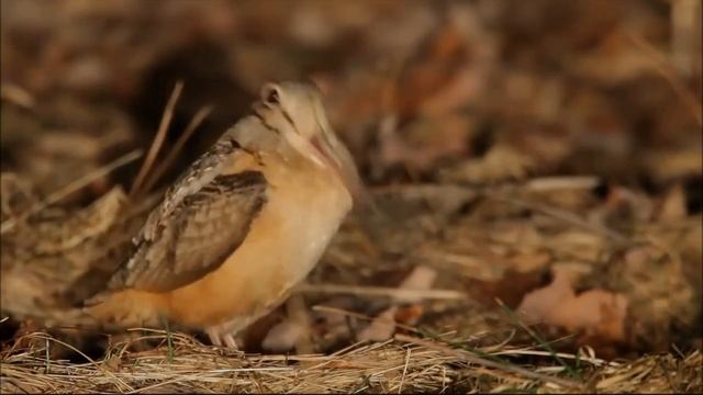 Вальдшнеп - Scolopax rusticola.mp4 смотреть онлайн