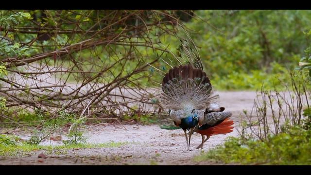Peacock bird nature || JK NATURAL VIDEO смотреть онлайн