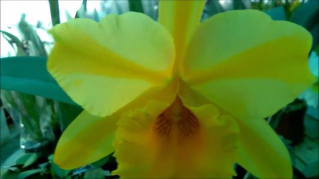 Orquídea Blc Cattleya Gisele Bundchen Adulta - Orquídeas e Afns смотреть онлайн