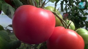 Пинк гарант - первый партенокарпик среди помидоров !