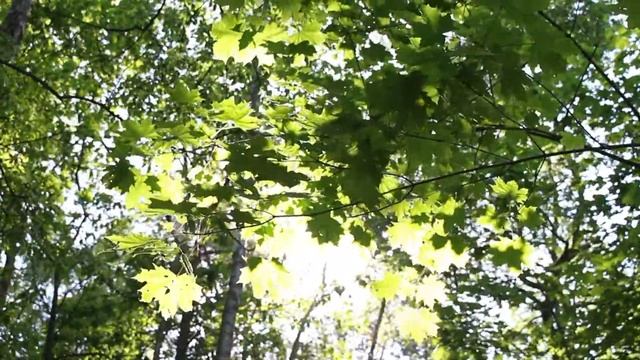 Расслабляющая музыка Пение птиц и звуки природы смотреть онлайн