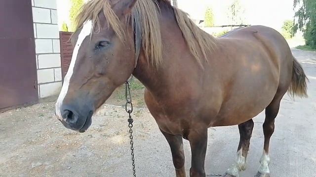 ОБЗОР ЛОШАДИ /БЕЛАРУСЬ /УТРО В ДЕРЕВНЕ ☕✍️? смотреть онлайн