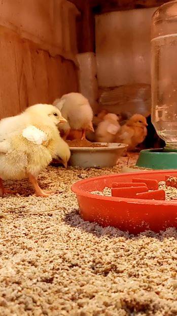 Самый ВАЖНЫЙ МОМЕНТ для цыплят. смотреть онлайн