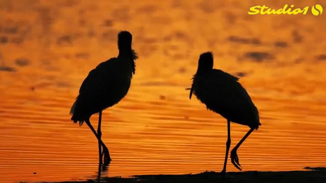 Amazing Nature / Удивительная природа смотреть онлайн