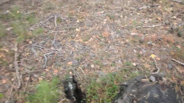 Ориентирование по пням на вырубке и цвету коры деревьев смотреть онлайн