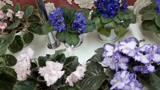 Цветущие фиалки. Октябрь 2020