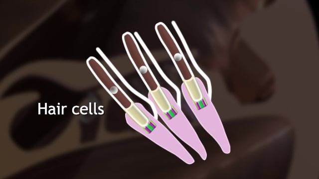 How Hearing Works Video - Process of Hearing Animation. Function & Parts of Human Ear. Sound Pathwa смотреть онлайн