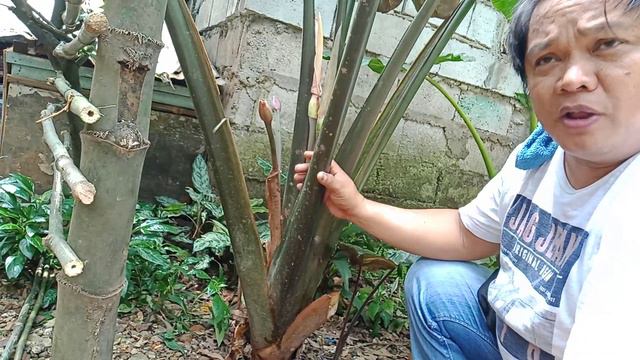 How to Propagate 2 Alocasia Negra, Bigger size.. simple Tutorials смотреть онлайн