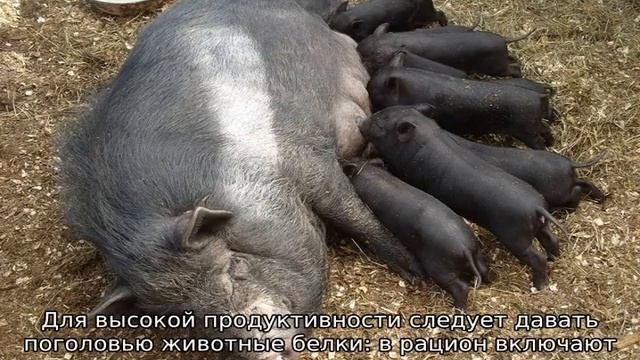 Порода свиней Кармалы — описание, характеристики смотреть онлайн