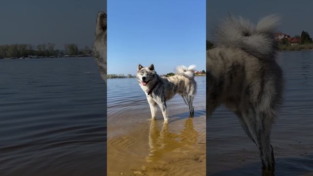 Утренняя прогулка смотреть онлайн