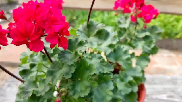 Пеларгония зональная миниатюрная "Minx" смотреть онлайн