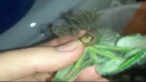 Как  окончательно избавиться от мошки на фиалках?! Результат!!!