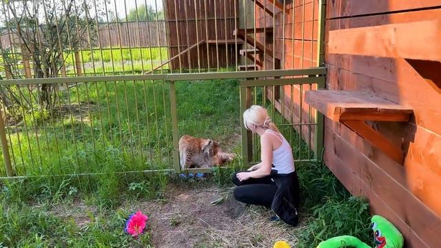 Рысёнку Тимке ПОДАРИЛИ ИГРУШКУ, которую он любит с детства)) Как РЫСЬ любит ЧЕЛОВЕКА❤️ смотреть онлайн