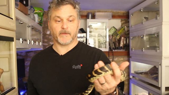 Boelen's Python (Simalia Boeleni) update 2 - Nine months смотреть онлайн