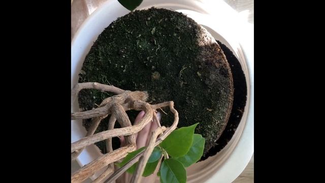 БУГЕНВИЛЛИЯ КАК ВЫРАСТИТЬ БОЛЬШОЙ И КРАСИВОЙ ПЕРЕСАДКА / BOUGAINVILLEA HOW TO GROW BIG AND BEAUTIFU