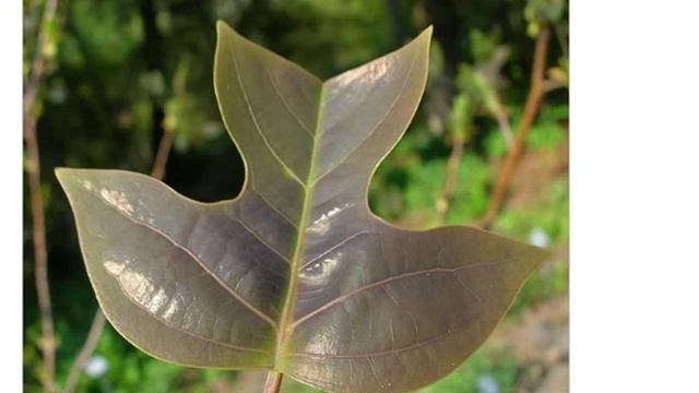 Лириодендрон китайский (Liriodendron chinense) смотреть онлайн