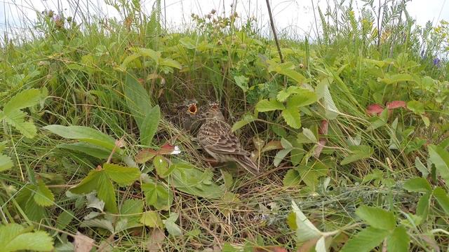 Жаворонок 150612 1 у дороги 150614 1 смотреть онлайн