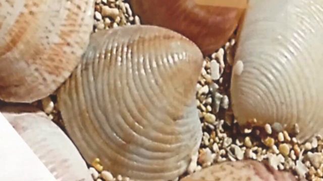 Аффирмации. Правила составления. смотреть онлайн