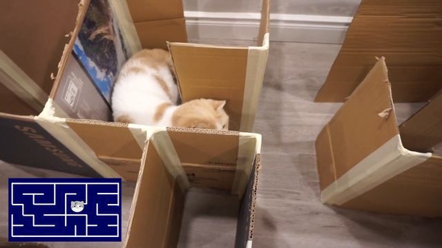 Cat Maze Challenge смотреть онлайн
