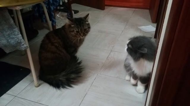 Учимся рычать смотреть онлайн