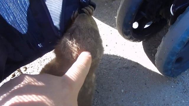 АМЕРИКА #188 Суслики напали на коляску смотреть онлайн