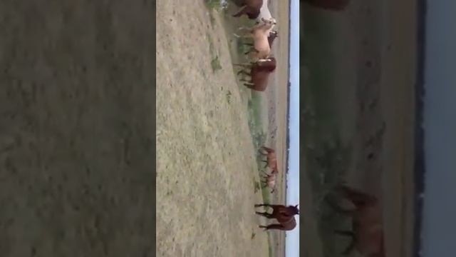 Новый жеребец в табуне смотреть онлайн