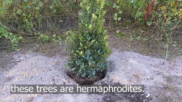 Taming a grapevine jungle; replacing with Oakleaf Hollies as a privacy screen смотреть онлайн