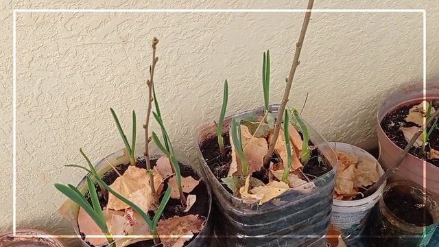 Как я вырастил берёзы для дачи на балконе- бесплатно! смотреть онлайн