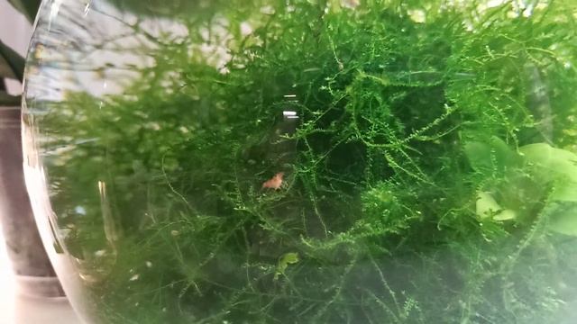 Креветочник более года без аэрации и фильтра/Shrimps in the aquarium without aeration and filtratio смотреть онлайн