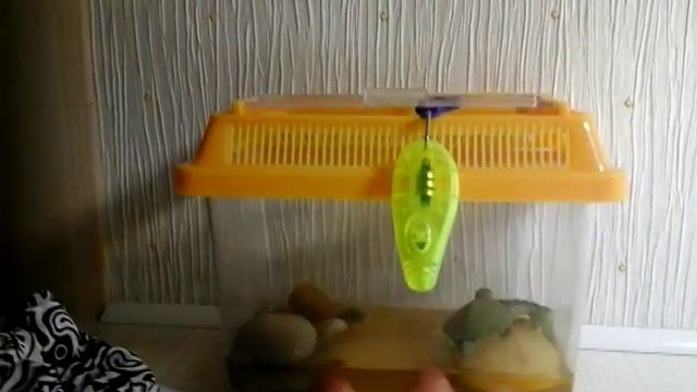 Уход за водными черепашками смотреть онлайн
