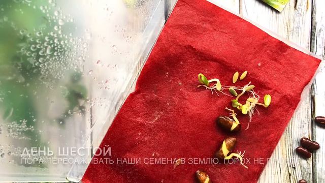 Проект «Выращиваем растения» смотреть онлайн