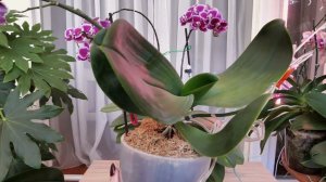 НЕ ПОГУБИТЬ орхидеи в ЭТИХ ЗЛЫХ ГОРШКАХ.../ Орхидея гнила, ЧТО ТЕПЕРЬ