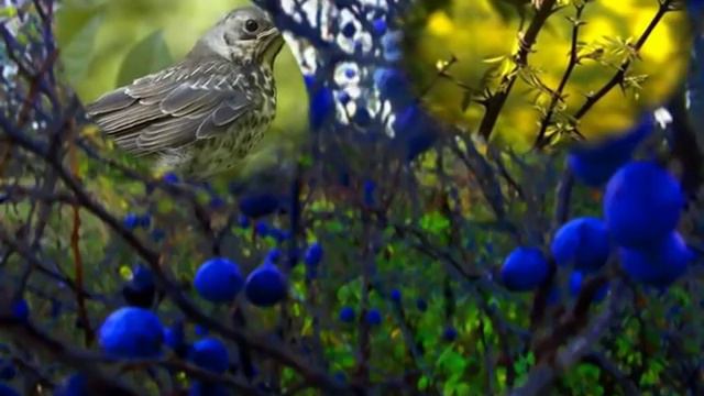 Поющие в терновнике по мотивам фильма смотреть онлайн