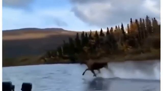 святой лось смотреть онлайн