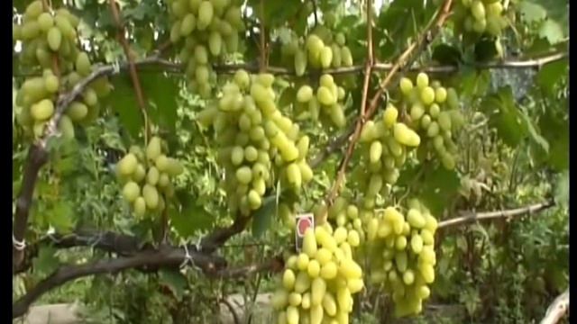"Сезон забот" с Людмилой Михеевой смотреть онлайн
