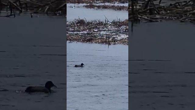 Водоплавающая курица, лысуха смотреть онлайн