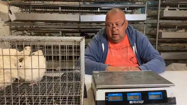 Техасский перепел | Породы перепелов | МОИ перепела смотреть онлайн