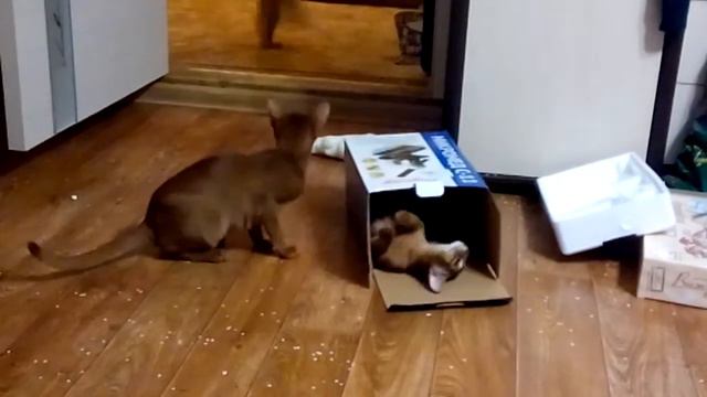 Новый год. Коробки от подарков лучшие игрушки!