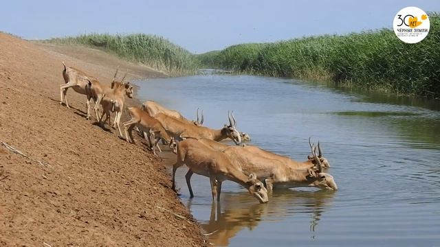 Приоткрывая заповедные двери... На водопое смотреть онлайн