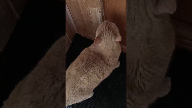 Выпусти меня, гулять хочу🐱😂🐱