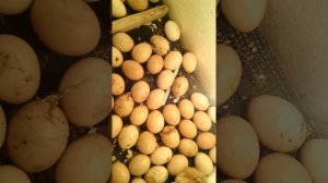 Инкубатор из пенопласта#