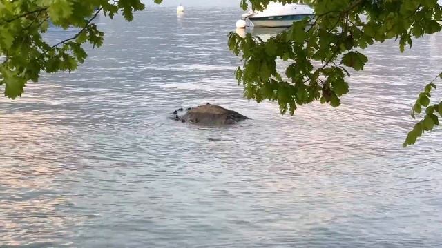 Duck with funny ducklings on lake Thun. Утка крохаль со смешными утятами на озере Тун. смотреть онлайн