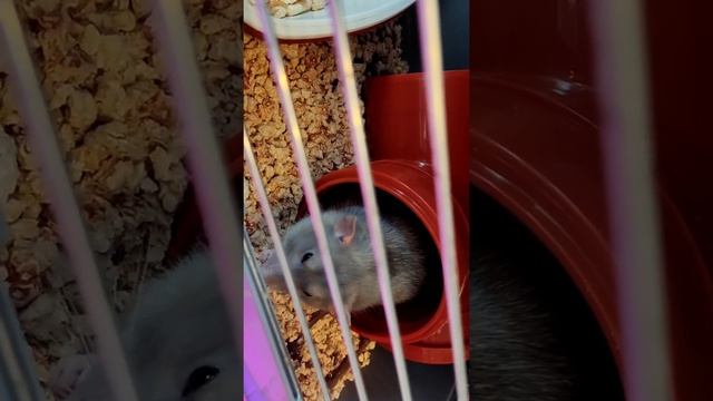 крыса кашляет смотреть онлайн