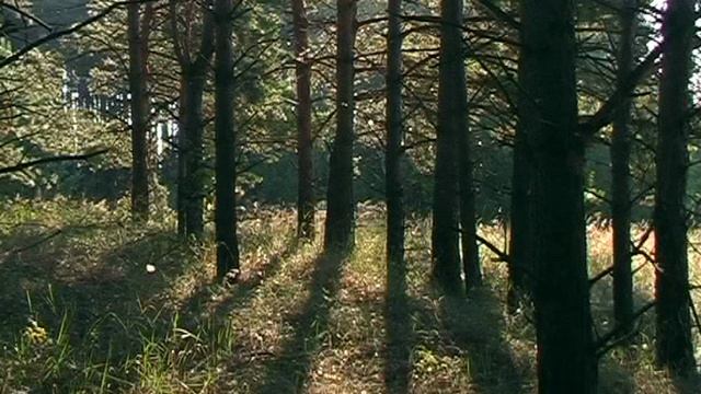 "Я воспитан природой суровой..." смотреть онлайн