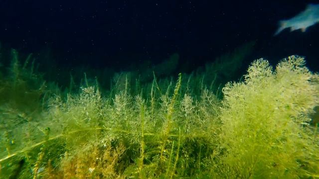 Любопытный окунь крупным планом. Озеро Увильды. Июнь 2021 смотреть онлайн